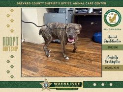Shelter Stray Male Dog last seen Trevino Circle, TITUSVILLE, FL, 32780, 5100 W Eau Gallie Blvd, Melbourne, FL 32934, USA