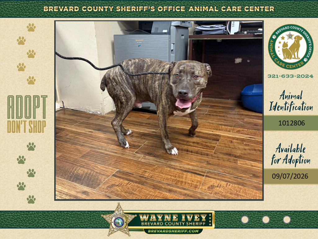 Shelter Stray Male Dog last seen Trevino Circle, TITUSVILLE, FL, 32780, 5100 W Eau Gallie Blvd, Melbourne, FL 32934, USA