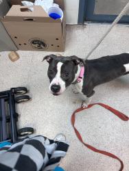 Shelter Stray Male Dog last seen Near Portman Road, NEW ROCHELLE, NY, 10801, 326 E 110th St, New York, NY 10029, USA