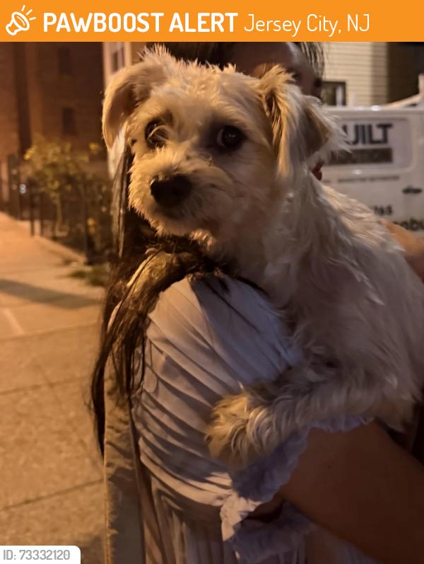 Found/Stray Female Dog last seen Fairmount and Bergen, Jersey City, NJ 07304