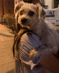 Found/Stray Female Dog last seen Fairmount and Bergen, Jersey City, NJ 07304