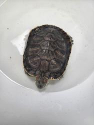 Shelter Stray Unknown Reptile last seen west 27 street, NEW YORK, NY, 10001, 326 E 110th St, New York, NY 10029, USA