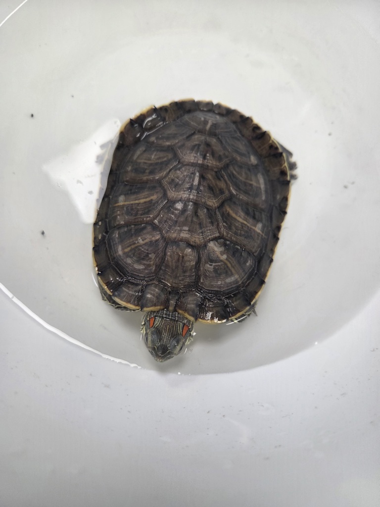 Shelter Stray Unknown Reptile last seen west 27 street, NEW YORK, NY, 10001, 326 E 110th St, New York, NY 10029, USA