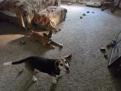 Lost Male Dog last seen INDIANA, Southern Pines, NC 28387