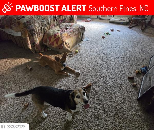 Lost Male Dog last seen INDIANA, Southern Pines, NC 28387