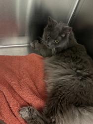 Shelter Stray Male Cat last seen Kerri Cove Way, MIDLOTHIAN, VA, 23113, 9300 Public Works Rd, Chesterfield, VA 23832, USA