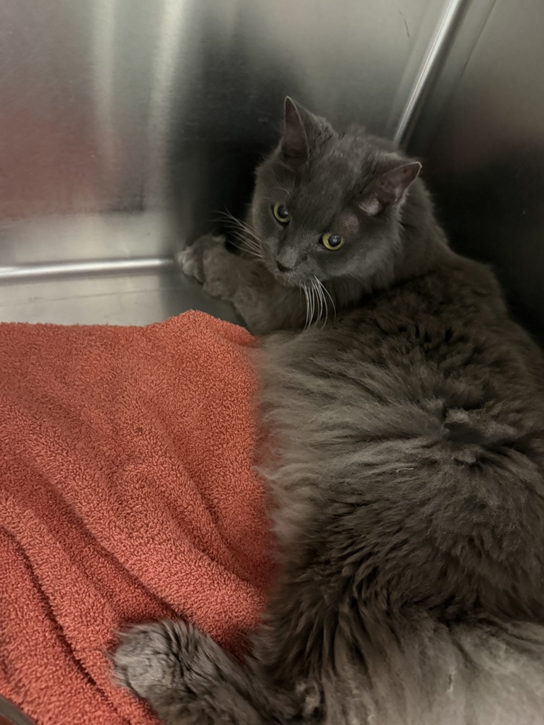 Shelter Stray Male Cat last seen Kerri Cove Way, MIDLOTHIAN, VA, 23113, 9300 Public Works Rd, Chesterfield, VA 23832, USA
