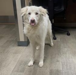 Shelter Stray Female Dog last seen Morena Boulevard, San Diego, CA, 92110, 5500 Gaines St, San Diego, CA 92110, USA