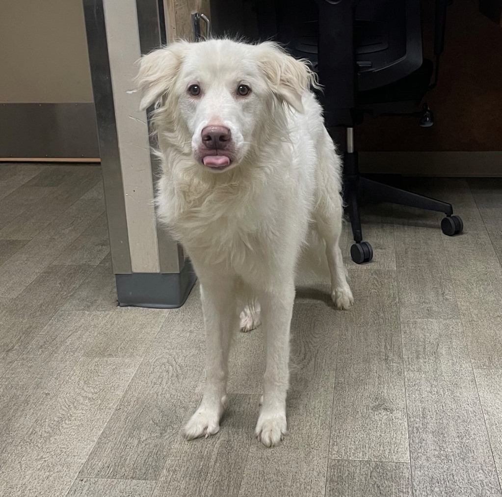 Shelter Stray Female Dog last seen Morena Boulevard, San Diego, CA, 92110, 5500 Gaines St, San Diego, CA 92110, USA