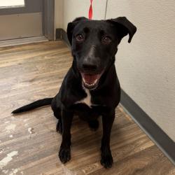 Shelter Stray Female Dog last seen Near Park Boulevard, San Diego, CA, 92101, 5500 Gaines St, San Diego, CA 92110, USA