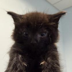 Shelter Stray Male Cat last seen Near S Grand Avenue, Spring Valley, CA, 91977, 5500 Gaines St, San Diego, CA 92110, USA