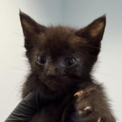 Shelter Stray Female Cat last seen Near S Grand Avenue, Spring Valley, CA, 91977, 5500 Gaines St, San Diego, CA 92110, USA