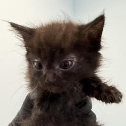 Shelter Stray Female Cat last seen Near S Grand Avenue, Spring Valley, CA, 91977, 5500 Gaines St, San Diego, CA 92110, USA