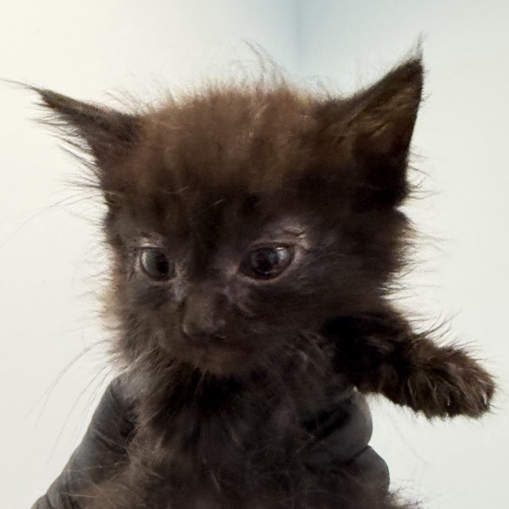 Shelter Stray Female Cat last seen Near S Grand Avenue, Spring Valley, CA, 91977, 5500 Gaines St, San Diego, CA 92110, USA