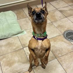Shelter Stray Male Dog last seen 111th and SE Holgate Blvd, PORTLAND, OR, 97266, 1700 W Historic Columbia River Hwy, Troutdale, OR 97060, USA