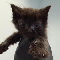 Shelter Stray Male Cat last seen Near S Grand Avenue, Spring Valley, CA, 91977, 5500 Gaines St, San Diego, CA 92110, USA