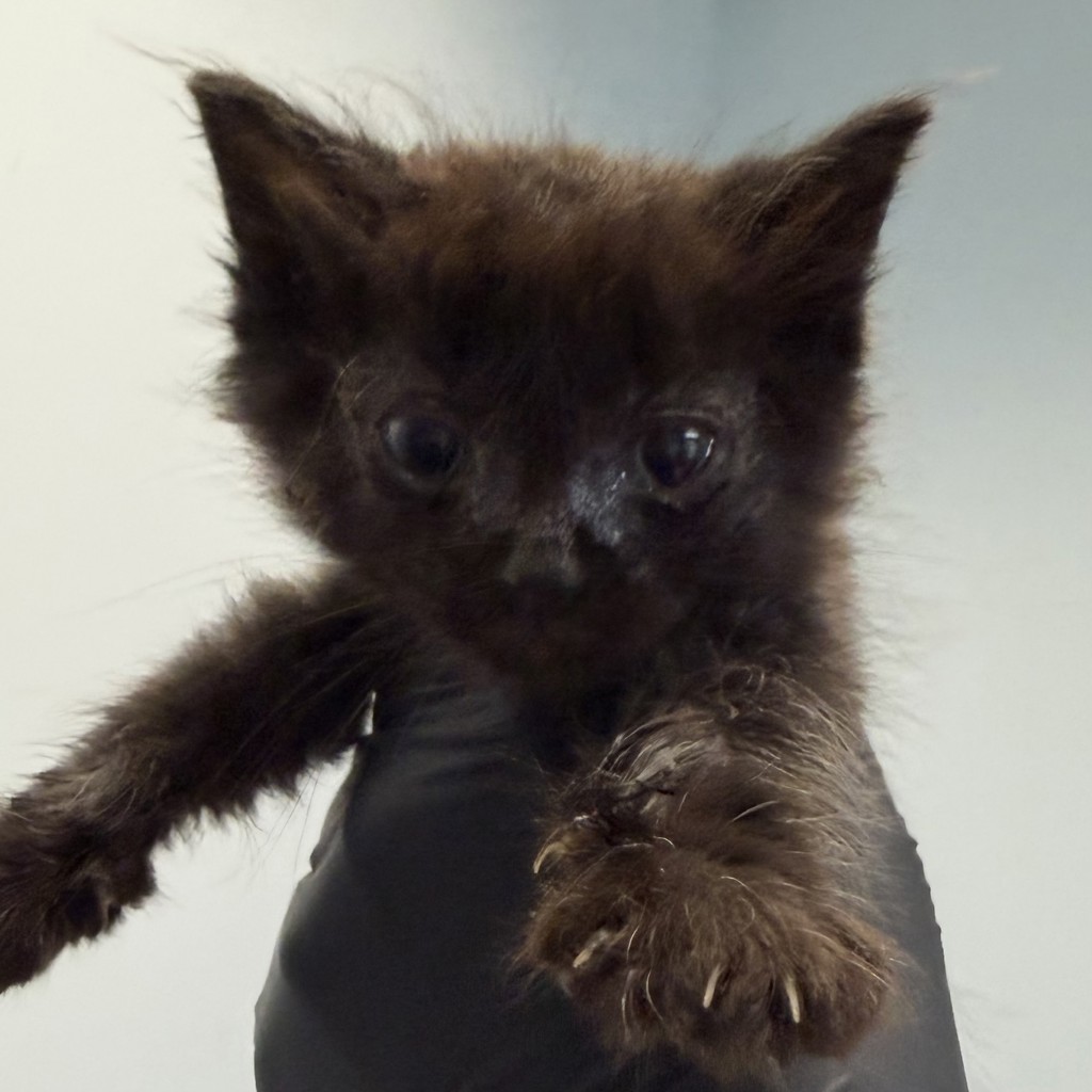 Shelter Stray Male Cat last seen Near S Grand Avenue, Spring Valley, CA, 91977, 5500 Gaines St, San Diego, CA 92110, USA