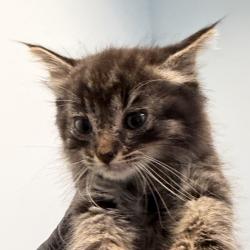 Shelter Stray Female Cat last seen Near S Grand Avenue, Spring Valley, CA, 91977, 5500 Gaines St, San Diego, CA 92110, USA