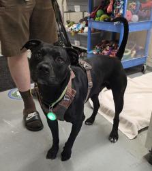 Shelter Stray Male Dog last seen SE 112th and SE Bush, PORTLAND, OR, 97266, 1700 W Historic Columbia River Hwy, Troutdale, OR 97060, USA