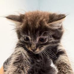 Shelter Stray Male Cat last seen Near S Grand Avenue, Spring Valley, CA, 91977, 5500 Gaines St, San Diego, CA 92110, USA
