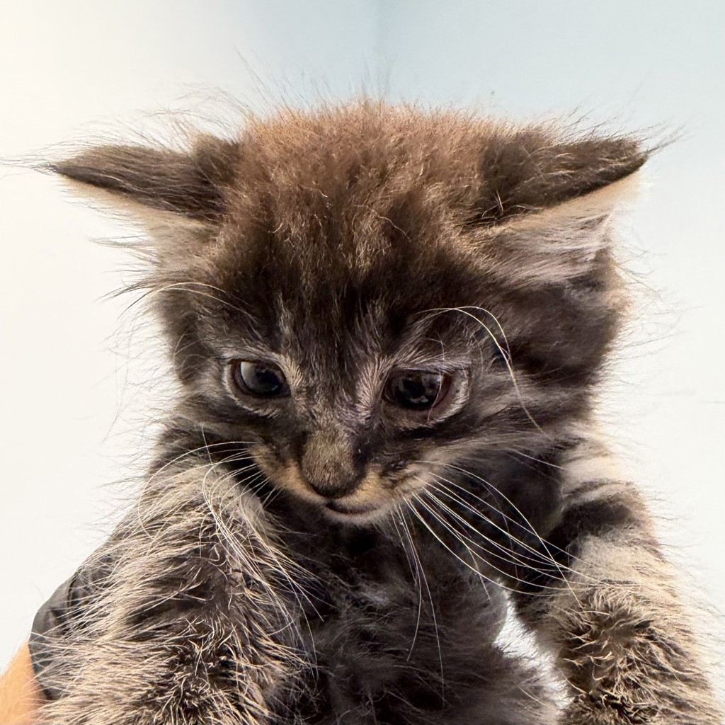 Shelter Stray Male Cat last seen Near S Grand Avenue, Spring Valley, CA, 91977, 5500 Gaines St, San Diego, CA 92110, USA