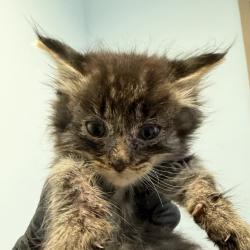 Shelter Stray Male Cat last seen Near S Grand Avenue, Spring Valley, CA, 91977, 5500 Gaines St, San Diego, CA 92110, USA
