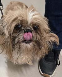 Shelter Stray Male Dog last seen Graves Street, El Cajon, CA, 92021, El Cajon, CA 92020, USA