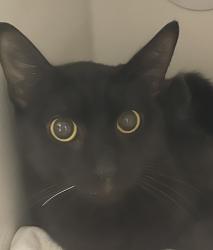 Shelter Stray Female Cat last seen Apt 48,725 N Fig Street, Escondido, CA, 92025, Escondido, CA 92027, USA