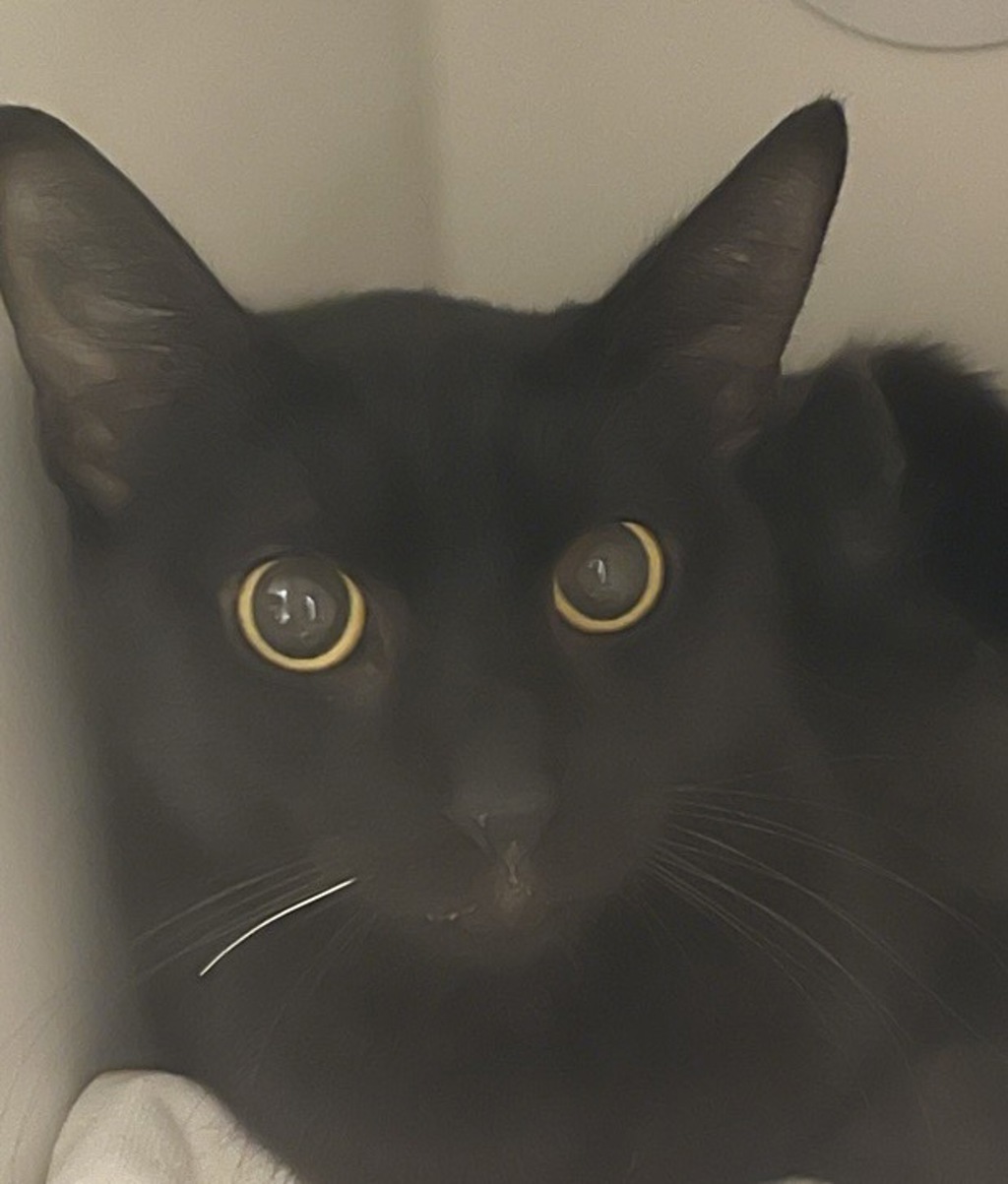 Shelter Stray Female Cat last seen Apt 48,725 N Fig Street, Escondido, CA, 92025, Escondido, CA 92027, USA