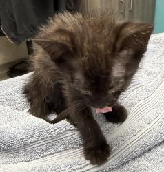 Shelter Stray Female Cat last seen Near N Fig Street, Escondido, CA, 92025, Escondido, CA 92027, USA