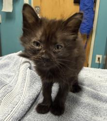 Shelter Stray Female Cat last seen Near N Fig Street, Escondido, CA, 92025, Escondido, CA 92027, USA