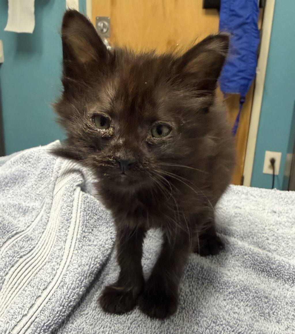 Shelter Stray Female Cat last seen Near N Fig Street, Escondido, CA, 92025, Escondido, CA 92027, USA