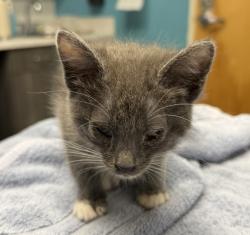 Shelter Stray Female Cat last seen Near N Fig Street, Escondido, CA, 92025, Escondido, CA 92027, USA