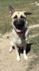 Shelter Stray Female Dog last seen Shadowlawn VB, VIRGINIA BEACH, VA, 23451, 341 S Birdneck Rd, Virginia Beach, VA 23451, USA