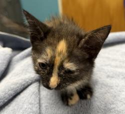Shelter Stray Female Cat last seen Near N Fig Street, Escondido, CA, 92025, Escondido, CA 92027, USA