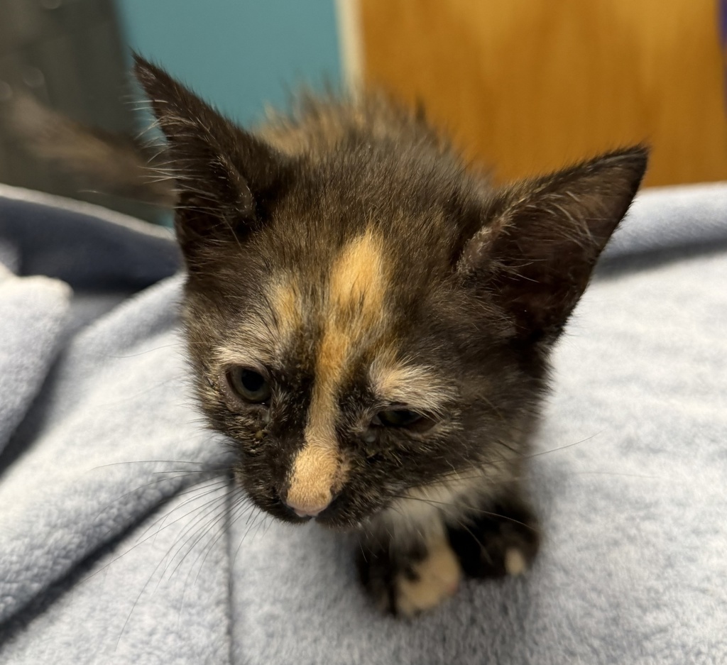 Shelter Stray Female Cat last seen Near N Fig Street, Escondido, CA, 92025, Escondido, CA 92027, USA