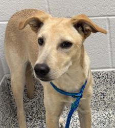 Shelter Stray Female Dog last seen cortez ave & la veta pass, Golden, CO, 80401, 580 McIntyre St, Golden, CO 80401, USA