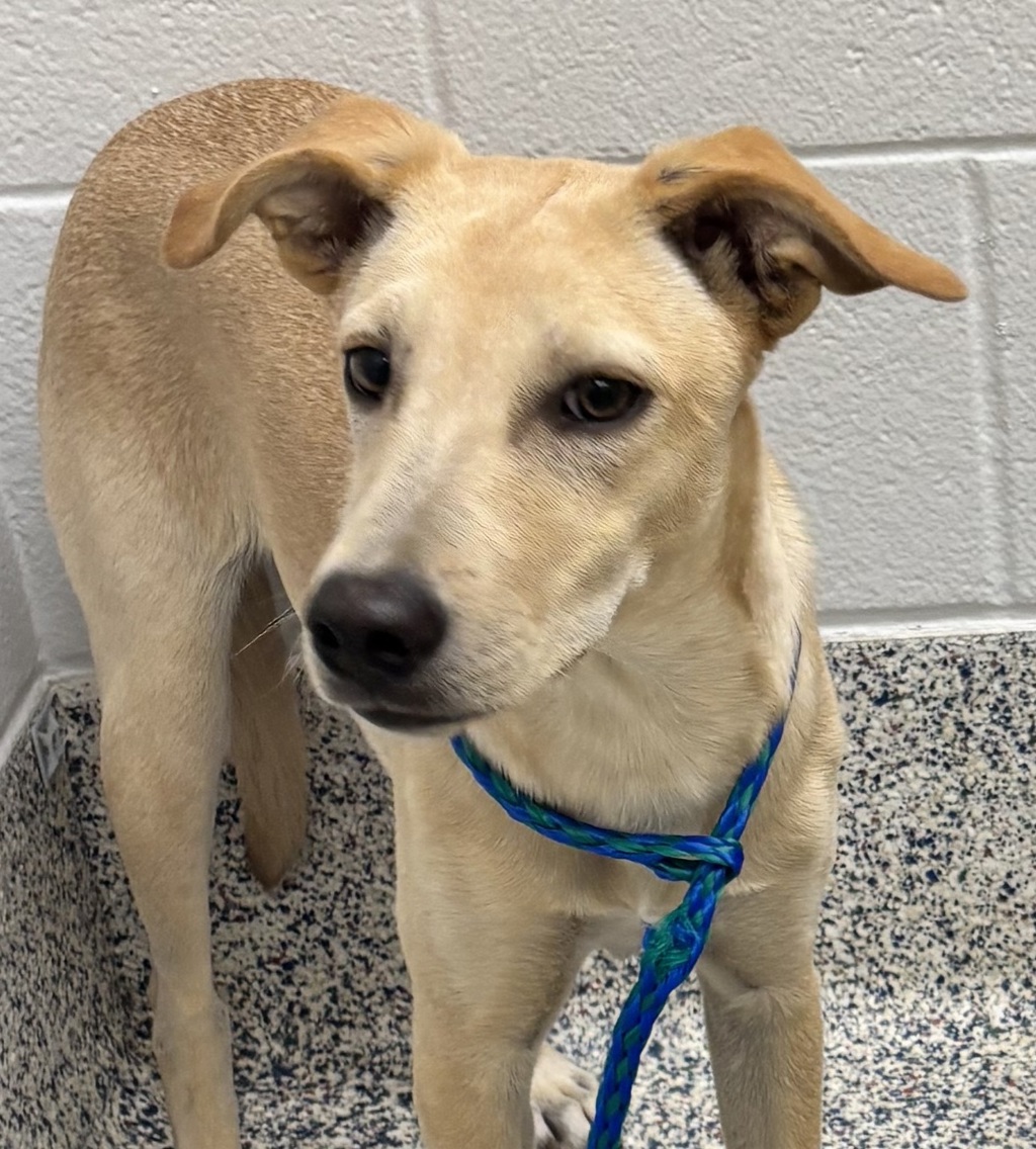 Shelter Stray Female Dog last seen cortez ave & la veta pass, Golden, CO, 80401, 580 McIntyre St, Golden, CO 80401, USA