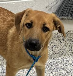 Shelter Stray Female Dog last seen cortez ave & la veta pass, Golden, CO, 80401, 580 McIntyre St, Golden, CO 80401, USA