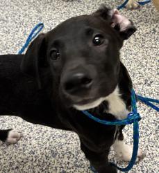 Shelter Stray Male Dog last seen cortez ave & la veta pass, Golden, CO, 80401, 580 McIntyre St, Golden, CO 80401, USA