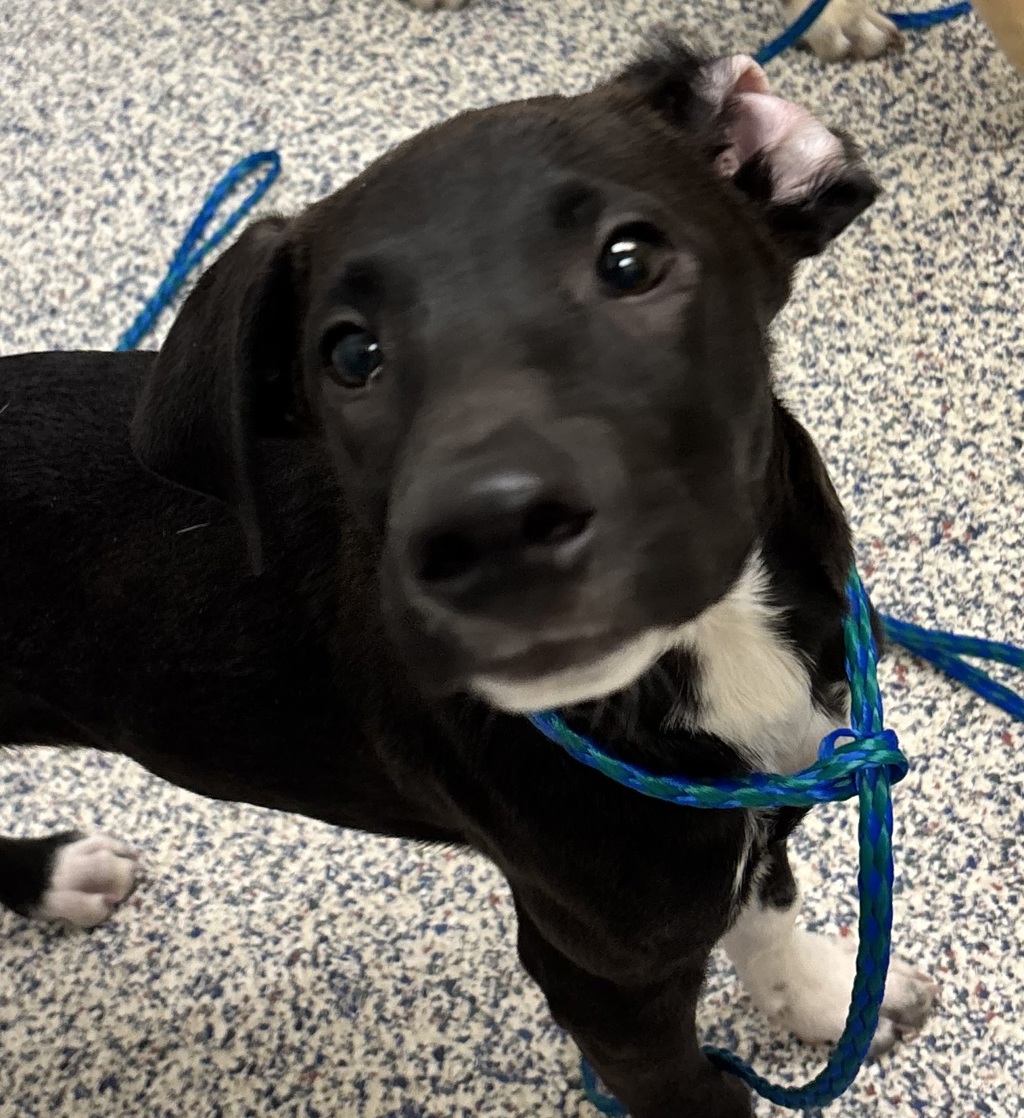 Shelter Stray Male Dog last seen cortez ave & la veta pass, Golden, CO, 80401, 580 McIntyre St, Golden, CO 80401, USA