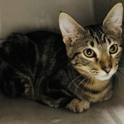 Shelter Stray Male Cat last seen Near NW 2nd Street, EARLHAM, IA, 50072, Des Moines, IA 50313