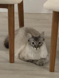 Lost Male Cat last seen Townhouses on 12th street and Indian school, Phoenix, AZ 85014