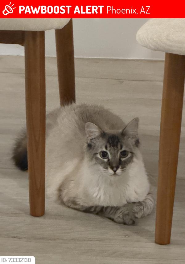 Lost Male Cat last seen Townhouses on 12th street and Indian school, Phoenix, AZ 85014