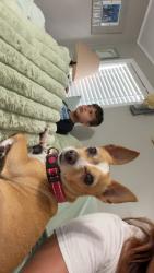 Lost Male Dog last seen New river rd, Wesley Chapel, FL 33543