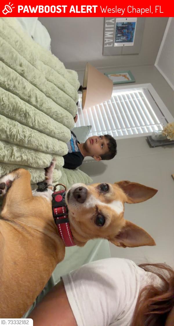 Lost Male Dog last seen New river rd, Wesley Chapel, FL 33543