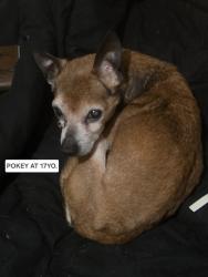 Reunited Male Dog last seen Near RADIANCE RD, Louisville, KY 40220