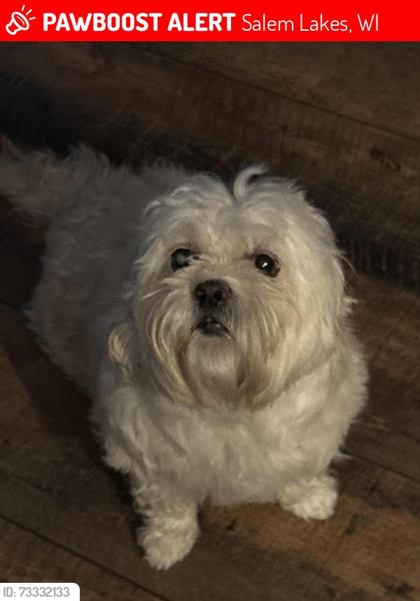 Lost Female Dog last seen 77th St and 243rd Ave, Salem Lakes, WI 53168