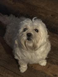 Lost Female Dog last seen 77th St and 243rd Ave, Salem Lakes, WI 53168