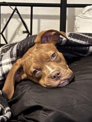 Lost Male Dog last seen Camelback Campbell, Phoenix, AZ 85031